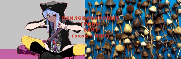 гашик Аркадак